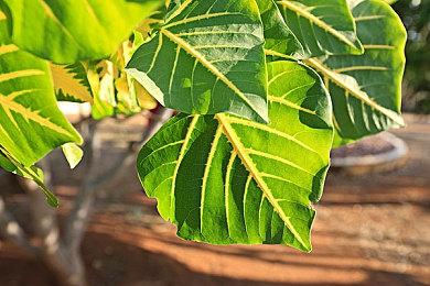 《太鼓达人：The DrumMaster》1.27日首次登陆Xbox